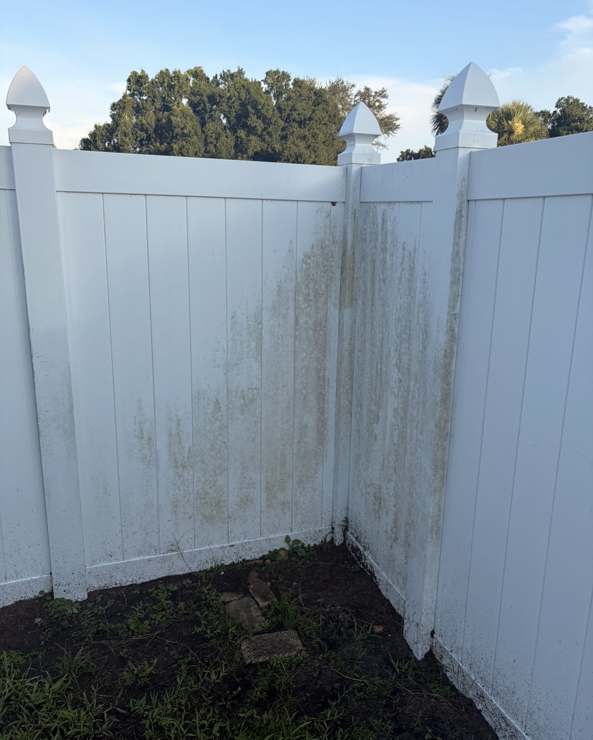Vinyl privacy fence with algae staining before soft washing